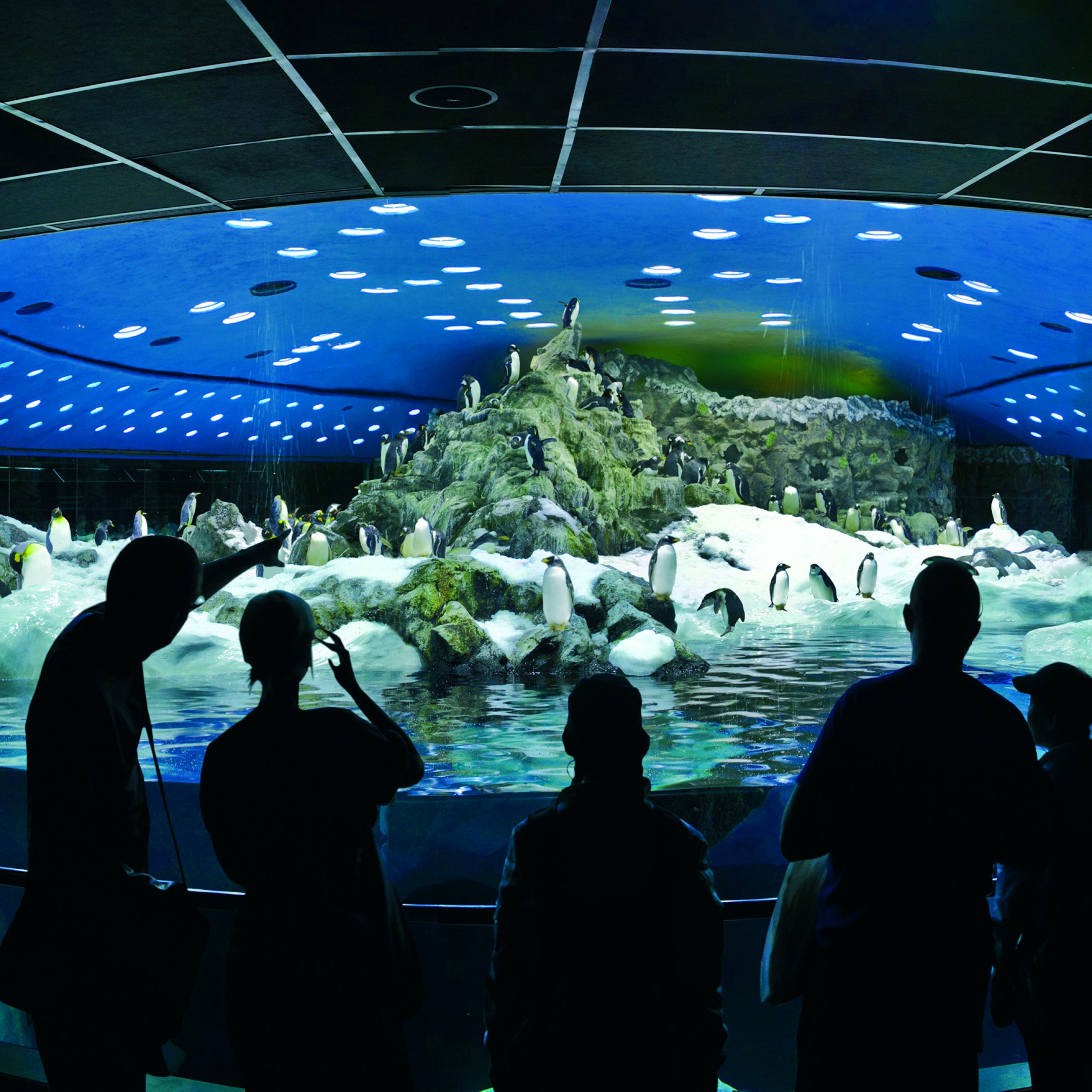 loro parque pinguinos (1)-min