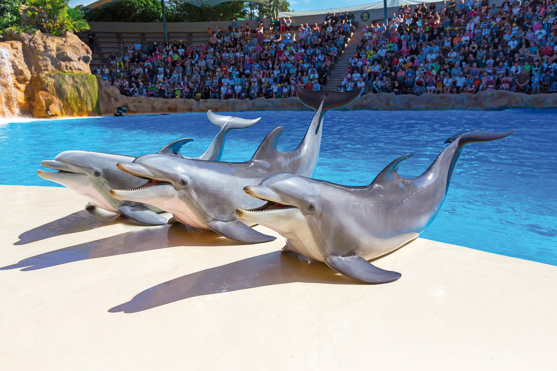 lp delfinario (2)-min