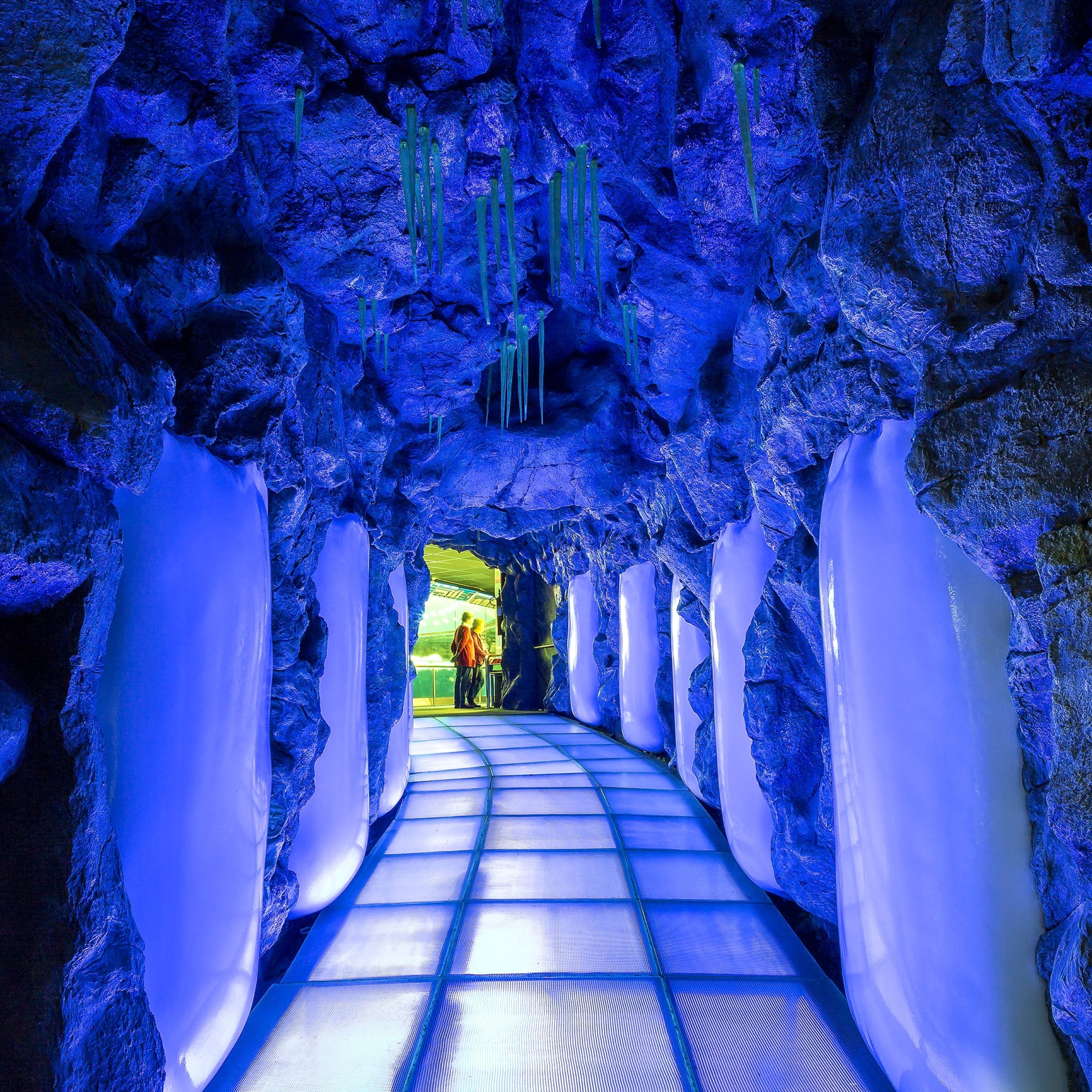 lp pinguinos (1)-min