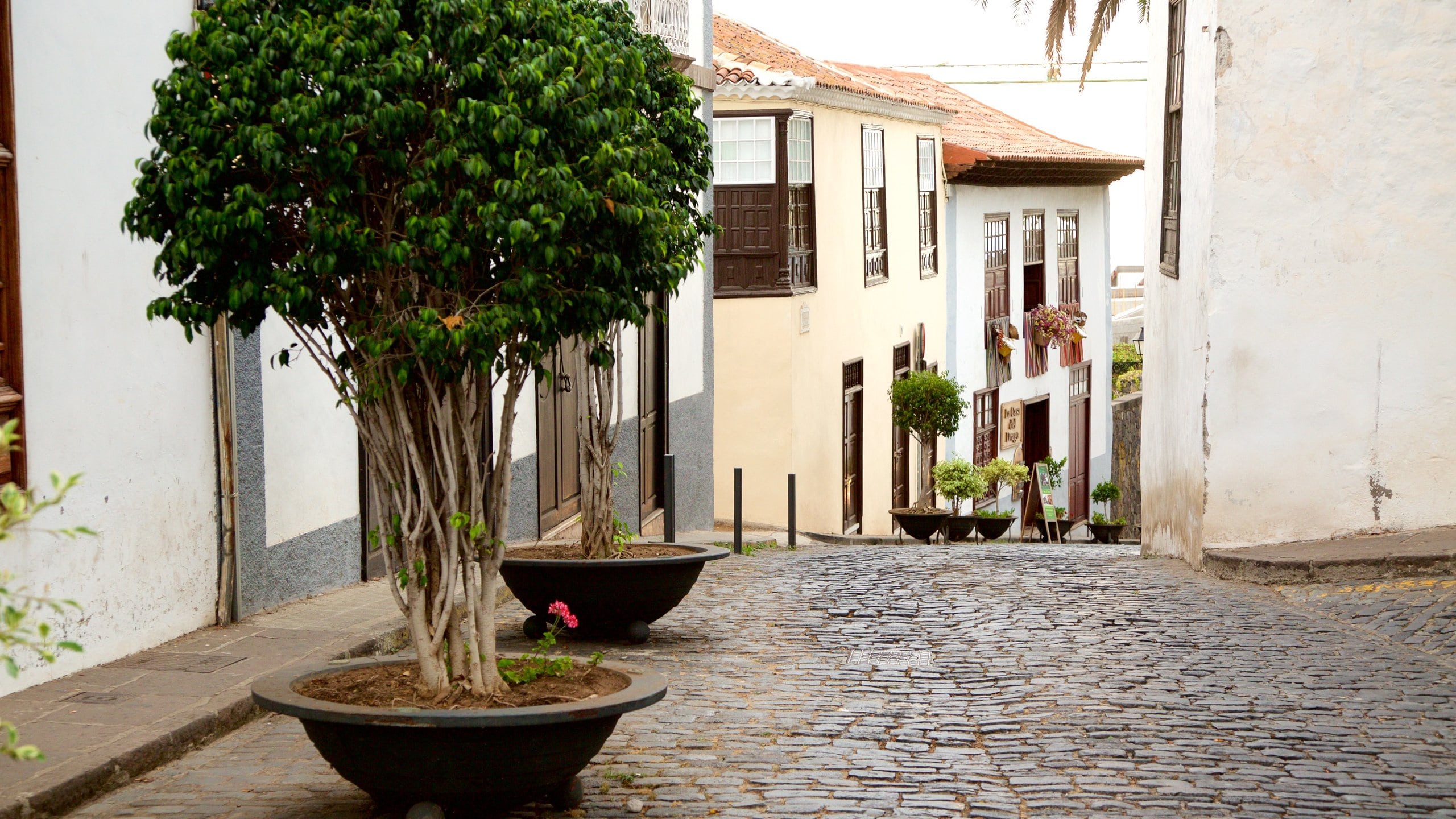 95817-Icod-De-Los-Vinos-min